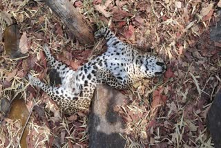 leopard Dead body found