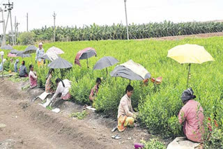 Coolie works in umbrella shade