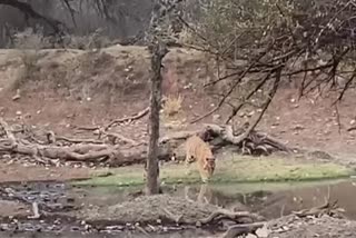 रणथंभौर राष्ट्रीय उद्यान ,Ranthambore National Park