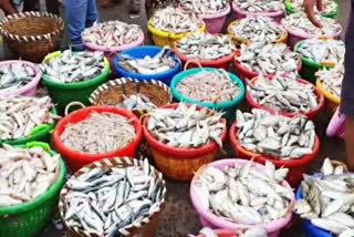 KASIMEDU FISH MARKET PRICE UPDATES