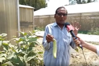 Kanpur researcher from CSA develops perennial variety of brinjal