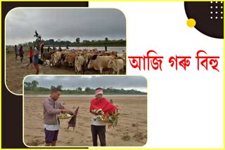 Cow Bihu celebrated at Moran