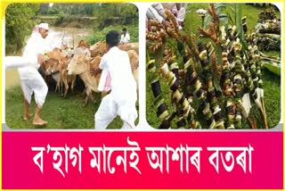 Goru Bihu celebrations at Makum