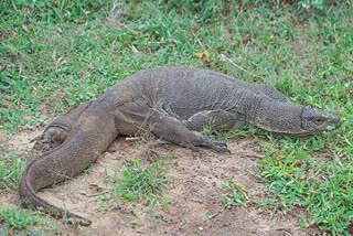 Bengal Monitor Lizard