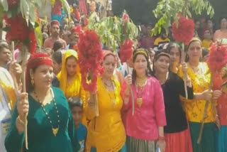 Watch: Buransh flowers at cultural Bisu festival of Jaunsar Bawar