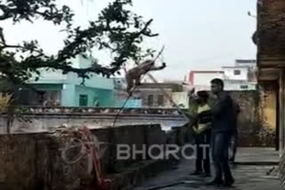 Watch: Monkey rescued after being trapped in wires in Haridwar's house