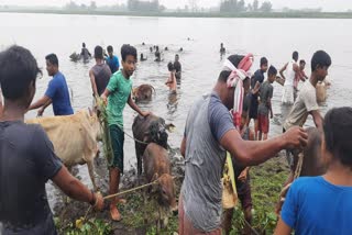 Goru Bihu celebrations