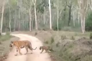 five tigers spotted at nagarahole tiger reserve area