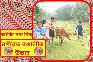 cow bihu celebrations in nagaon