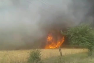 wheat crop burnt in rewa