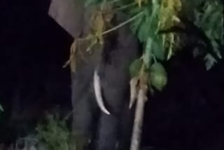 Terror of elephant in Shahdol District
