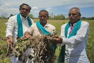 மழையால் பாதிக்கப்பட்ட பயிர்கள்