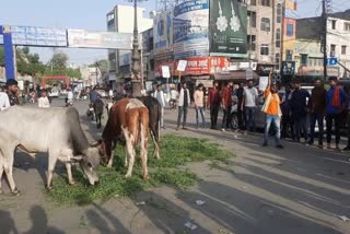Case of feeding Cow in Bhilwara
