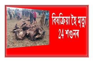 vultures-die-by-poisoning-in-kamrup-rural