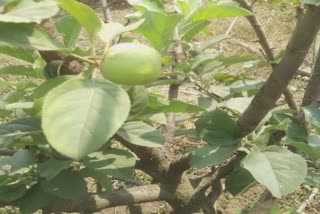 Apples Cultivates : DNHના ખેડૂતે 40 ડિગ્રીના તાપમાન વચ્ચે 300 ઝાડ રોપી કરી સફરજનની સફળ ખેતી