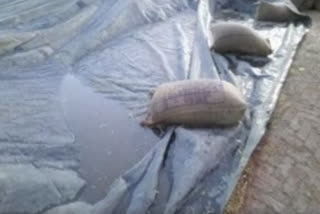 Farmers upset as rain damage wheat in mandis in Sangrur