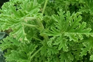 Geranium cultivation for the first time in Chhattisgarh