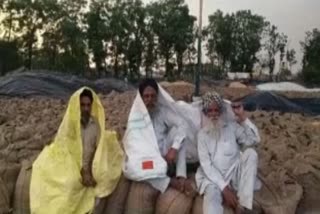 RAIN DAMAGE WHEAT IN MANDIS FARMER UPSET IN SANGRUR