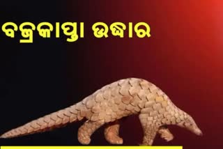 ଟାଙ୍କିରେ ପଡିଥିଲା ବଜ୍ରକାପ୍ତା, ଉଦ୍ଧାର କଲା ବନବିଭାଗ