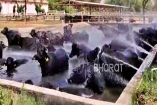 Central Buffalo Research Institute Haryana  Swimming pool built for buffaloes in hisar  Etv Bharat Haryana News  Haryana News In Hindi  Haryana latest News  ஸ்விம்மிங் பூலில் ஆனந்த குளியல் போட்ட எருமைகள்  எருமைக்கு ஸ்விம்மிங் பூல்  எருமைக்கு நீச்சல் குளம்  மத்திய எருமை ஆராய்ச்சி நிறுவனம்