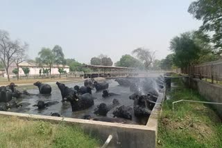 Swimming pool built for buffaloes in hisar