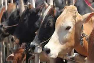 UP Police arrests leader of cow smuggling gang and four others