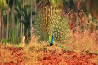 ಗರಿ ಬಿಚ್ಚಿ ನೃತ್ಯ ಮಾಡಿದ ಮಯೂರ