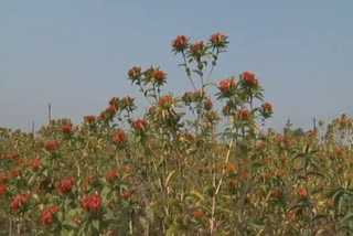 Safflower oil