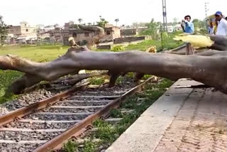 टेकटार स्टेशन के रेलवे ट्रैक पर गिरा पेड़