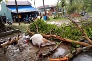 Mysuru cow dies after falling off a tree in a wind rain