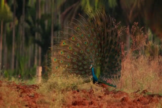 Peacock dancing with untie feathers; A spectacular scene  Peacock dance  peahen  peacock feather  peacock untie feather  മയിൽ നൃത്തം  ആൺമയിൽ പീലി വിടർത്തി നൃത്തം