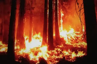 MP is second in forest fire cases