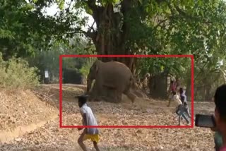 Villagers chased elephant