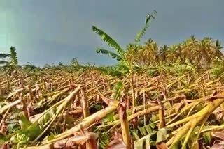damaged-banana-crop-of-7-acres-due-to-heavy-rainfall