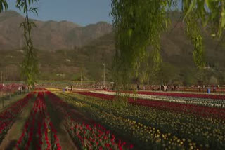 Srinagar Tulip garden to shut for visitors on April 18 as flowers wilting due to rising temperatures