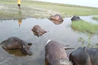 Domestic Animals in Jalpaiguri