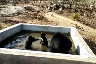 Bear suffering from heat in Kanker