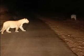 leopard came in front of car