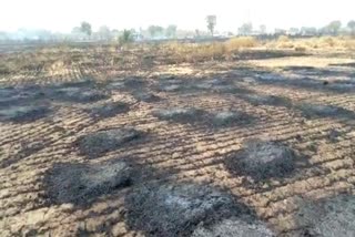 fire in wheat crop in bhiwani