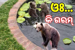 ଗ୍ରୀଷ୍ମରେ ଆଉଟୁପାଉଟୁ ଭାଲୁ: ଭାଲୁର ଗାଧୁଆ ଭିଡିଓ ଭାଇରାଲ