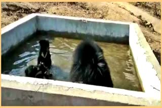 bear-taking-bath-video-viral-in-kanker