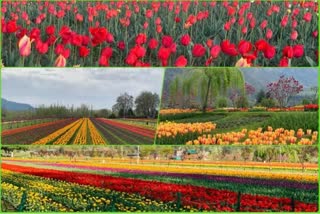 tulip-garden-to-be-closed-for-visitors-on-april-18