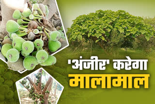 Fig Farming in Jabalpur