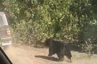 bears attack