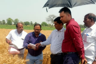 SDM started Wheat Crop Cutting in Masaurhi