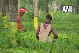 coal price hike  tea industry in bengal  bengal tea factory  ബംഗാള്‍ തേയില വ്യവസായം  ബംഗാള്‍ തേയില