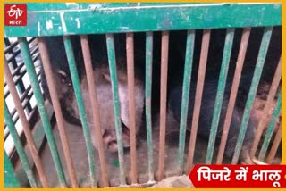 bear rescue operation in Jaipur