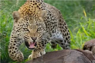 leopard killed a 7 year old boy in tehr