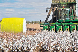 Cotton Crop