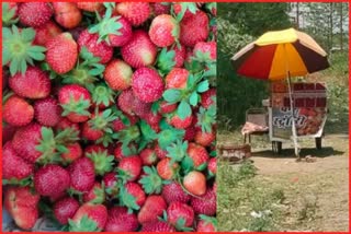 Strawberry production in Paonta Sahib